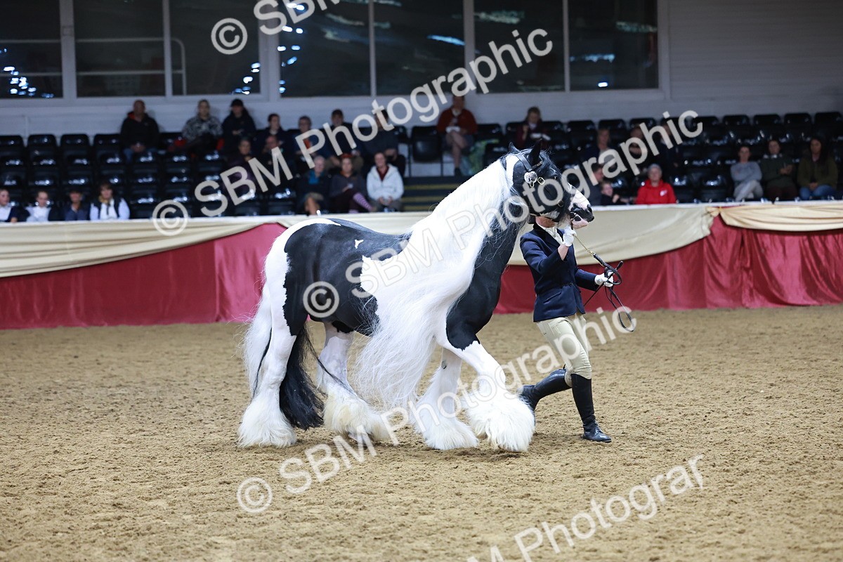 SBM_20490 - Class G - IH Large (over 148cm)Champ