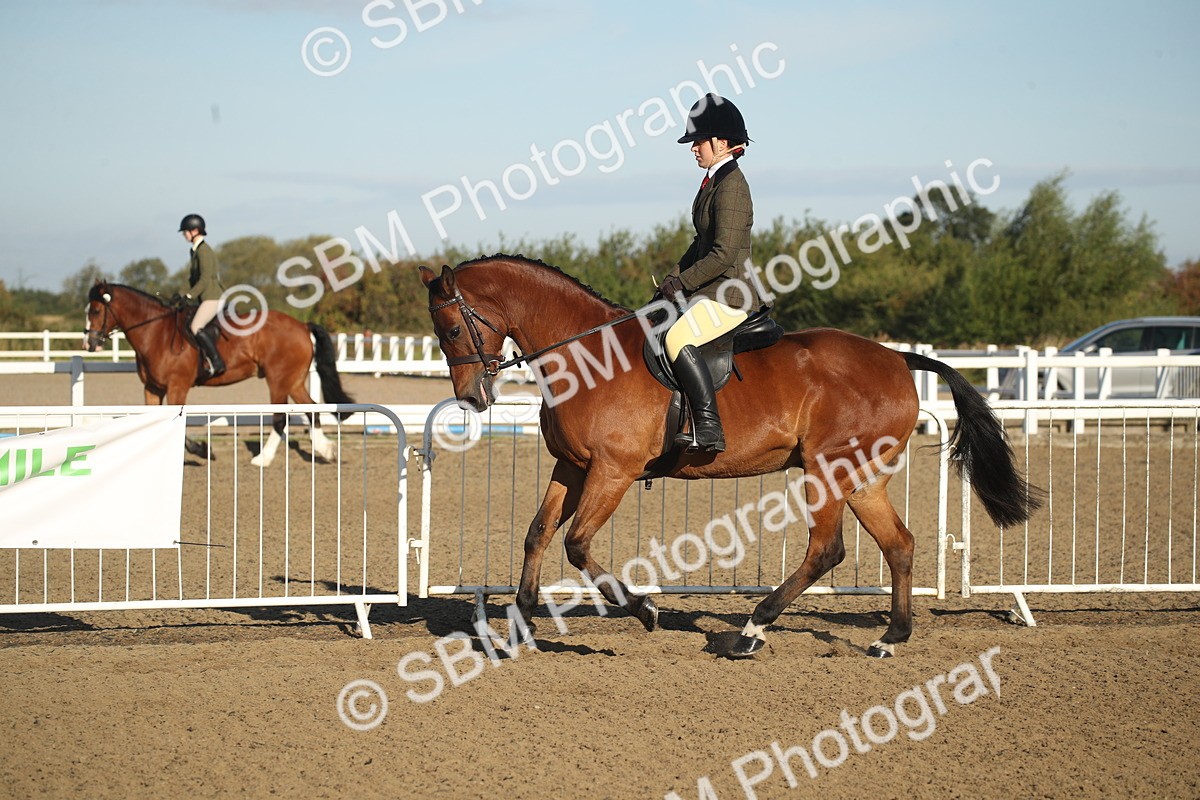 SBM_11539 - Class 502 - Riding Club Horse