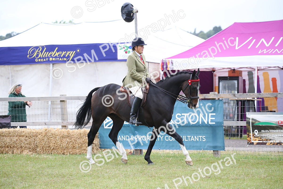 SBM_11384 - Class 94 - LIHS BSHA Racehorse to Showhorse