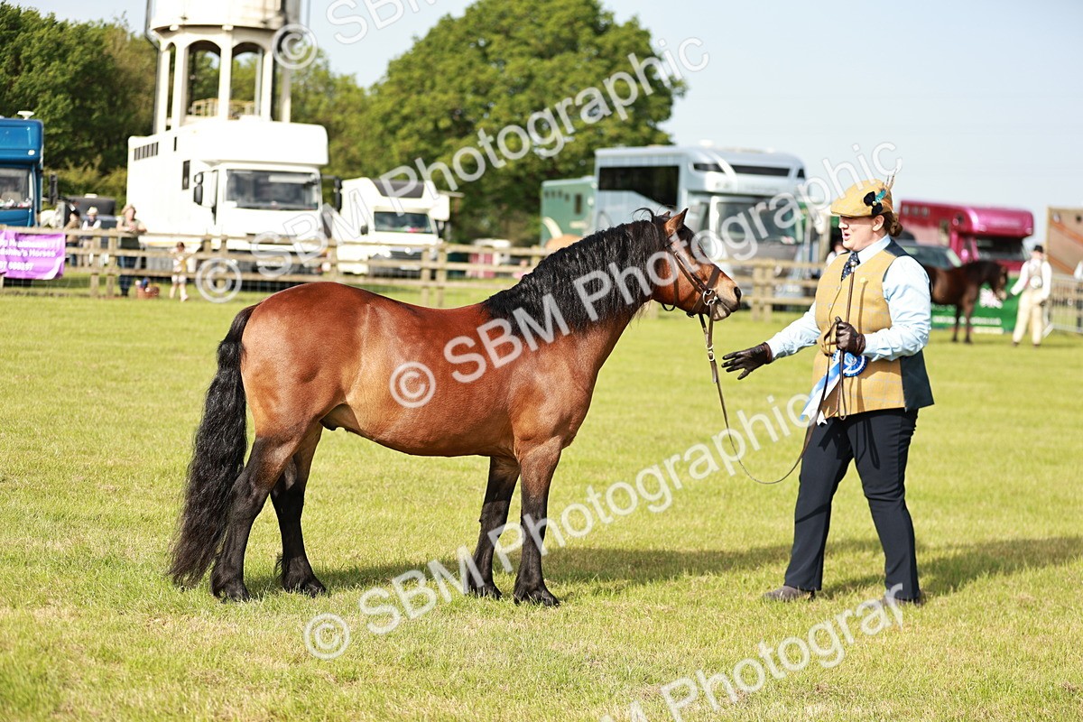 SBM_00611 - Class 14-23 - Mountain & Moorland In Hand Non Welsh