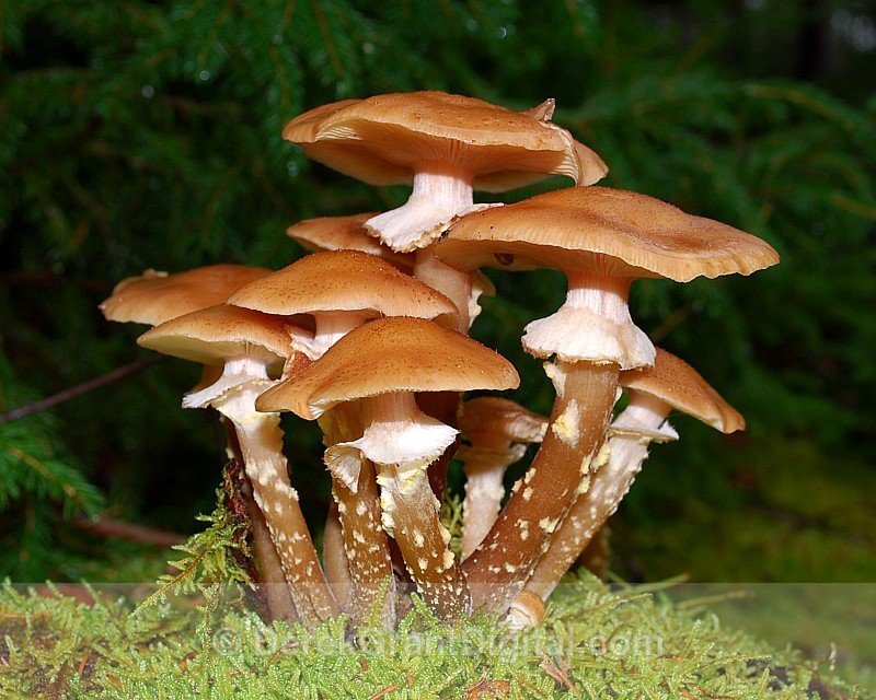 Honey Mushrooms (Armillaria mellea) - Flora