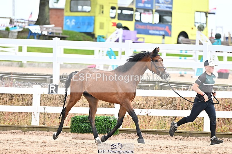 240718A-105326-02004 - Trot Up 2pm to 3pm - This folder is not in time order