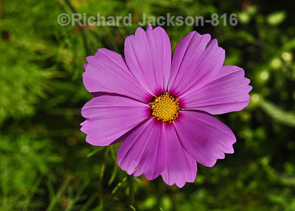 Cosmos - Flowers