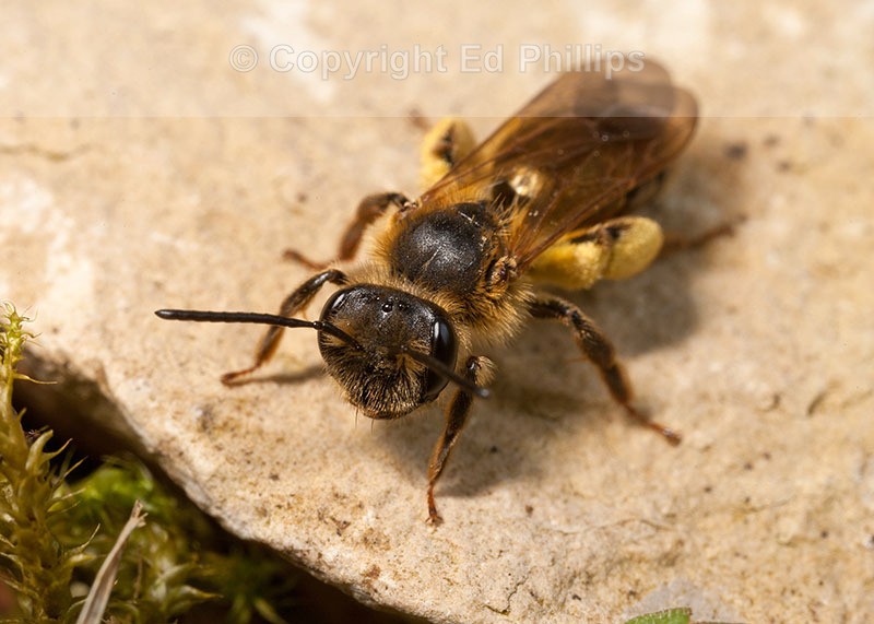 Andrena bucephala (f)
