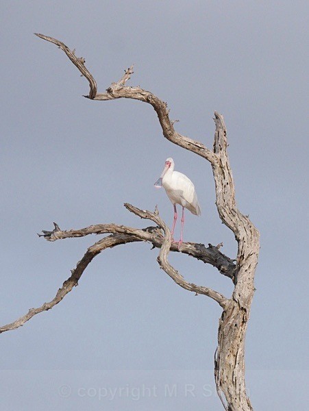 African Spoonbill - BIRDS & INSECTS