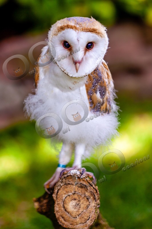 barn owl tyto alba-0143 - BoP from around the world