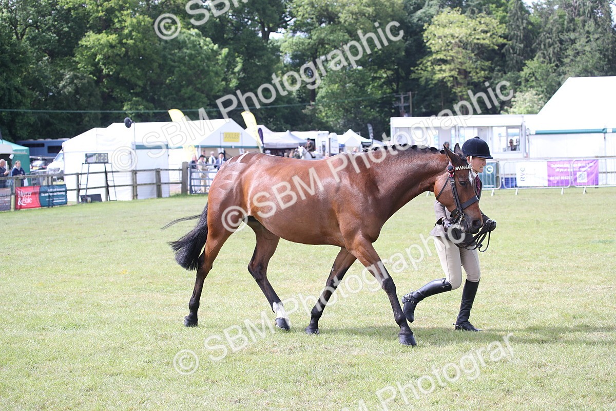 SBM_13262 - Class 95-96 - LIHS BSHA Rising Star Hack Riding Horse