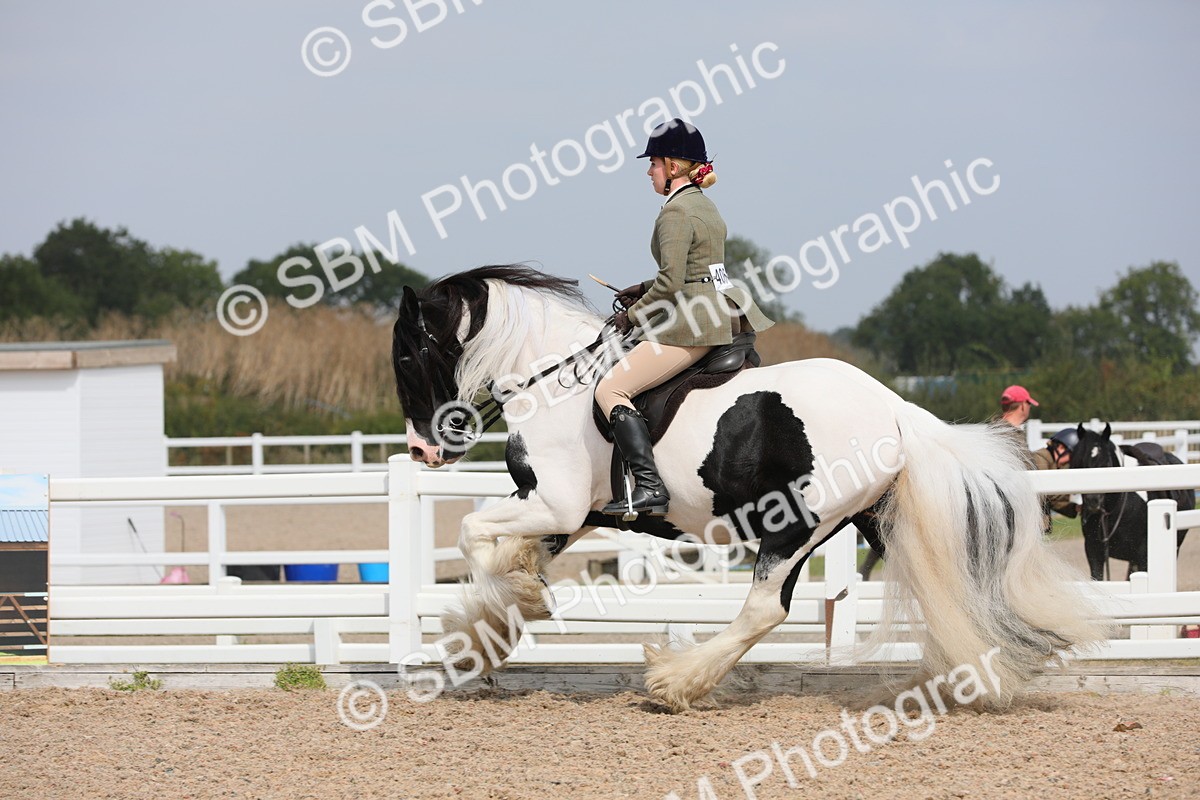 SBM_13366 - Class 308 Ridden Coloured Horse