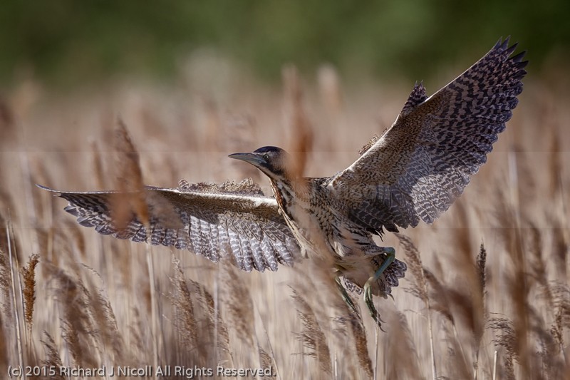 Bittern (Botaurus stellaris) landing - Bittern (Botaurus stellaris)