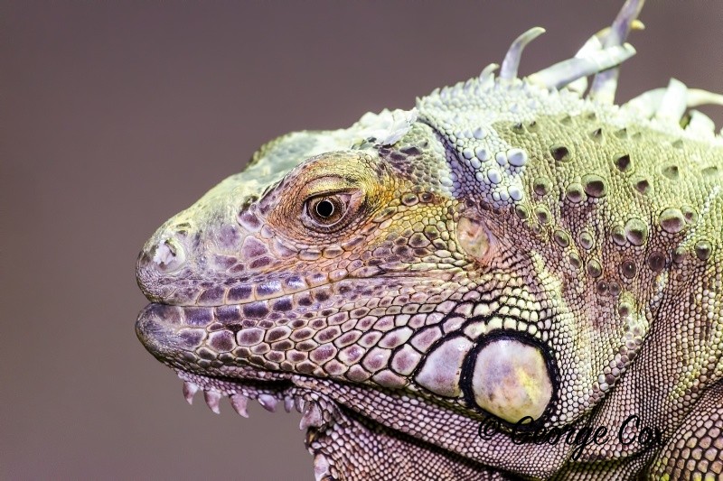 Iguana