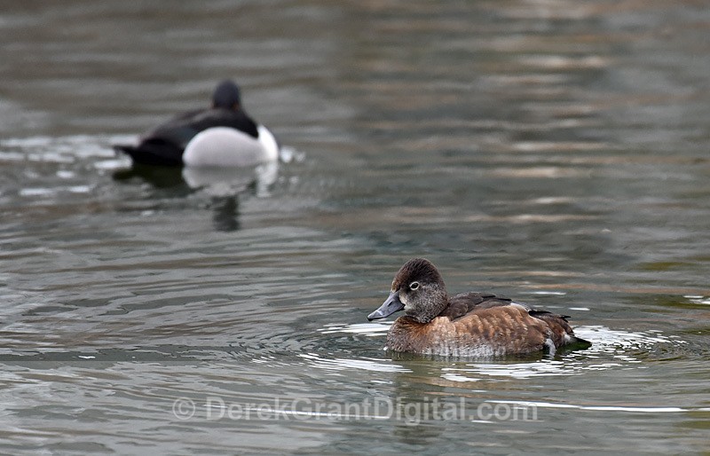 Aythya affinis  Lesser Scaup Female - Birds of Atlantic Canada