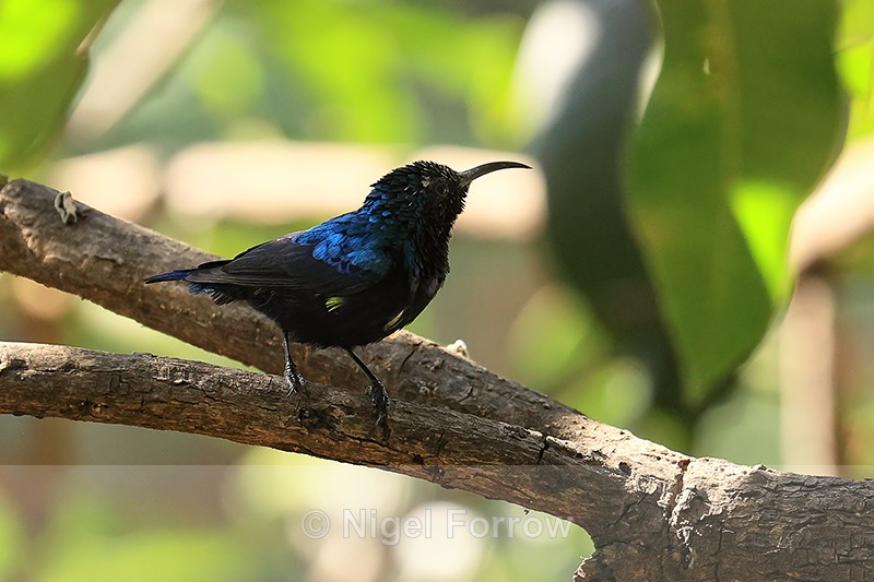Purple Sunbird, Tala, Madhya Pradesh, India - Purple Sunbird