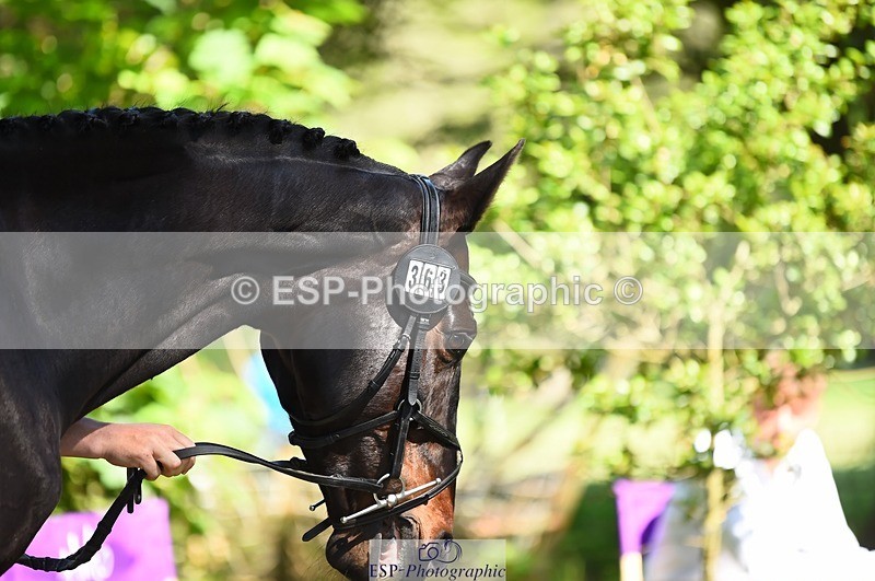 230524-154806-00515 - 363-RLE_KHALEESI_C-Christopher_Wincer-WEDTrotUp+DR