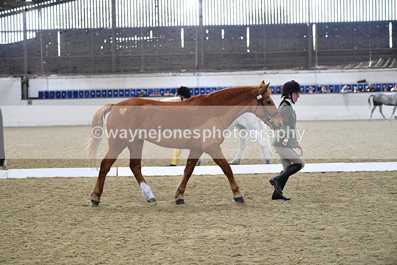 WJ5_4407 - Class 6 In hand M&M - Large Breeds