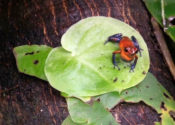  - Reptiles and Amphibians