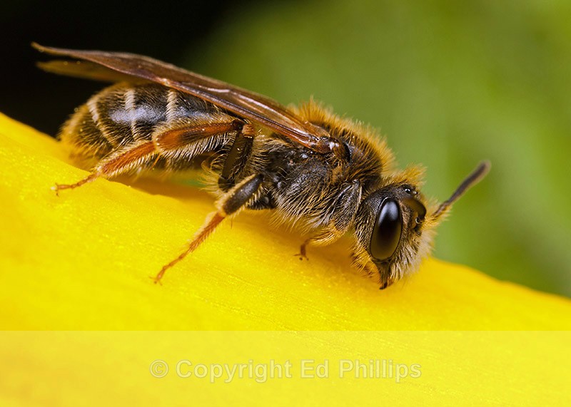 Andrena chrysosceles (f) - Andrena chrysosceles