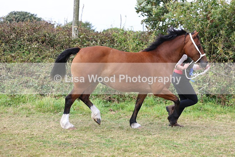 3E7A5686 - In Hand Championship