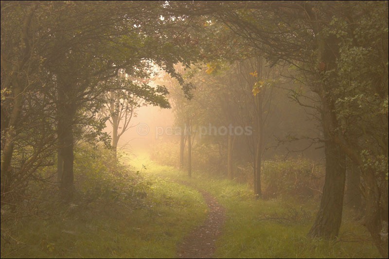 Enchanted Woods - Photographs of Woodland & Rivers