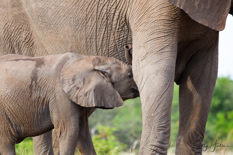 Elephant Baby 20