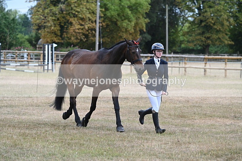 WJ7_9788 - Class 5a Most Handsome Gelding (above 14.2hh)