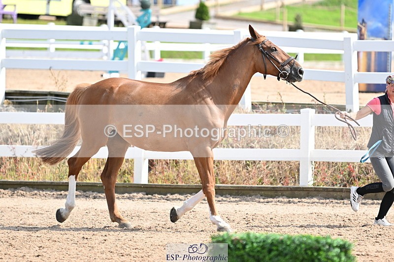 240717A-155551-03195 - Trot Up 3pm to 4pm