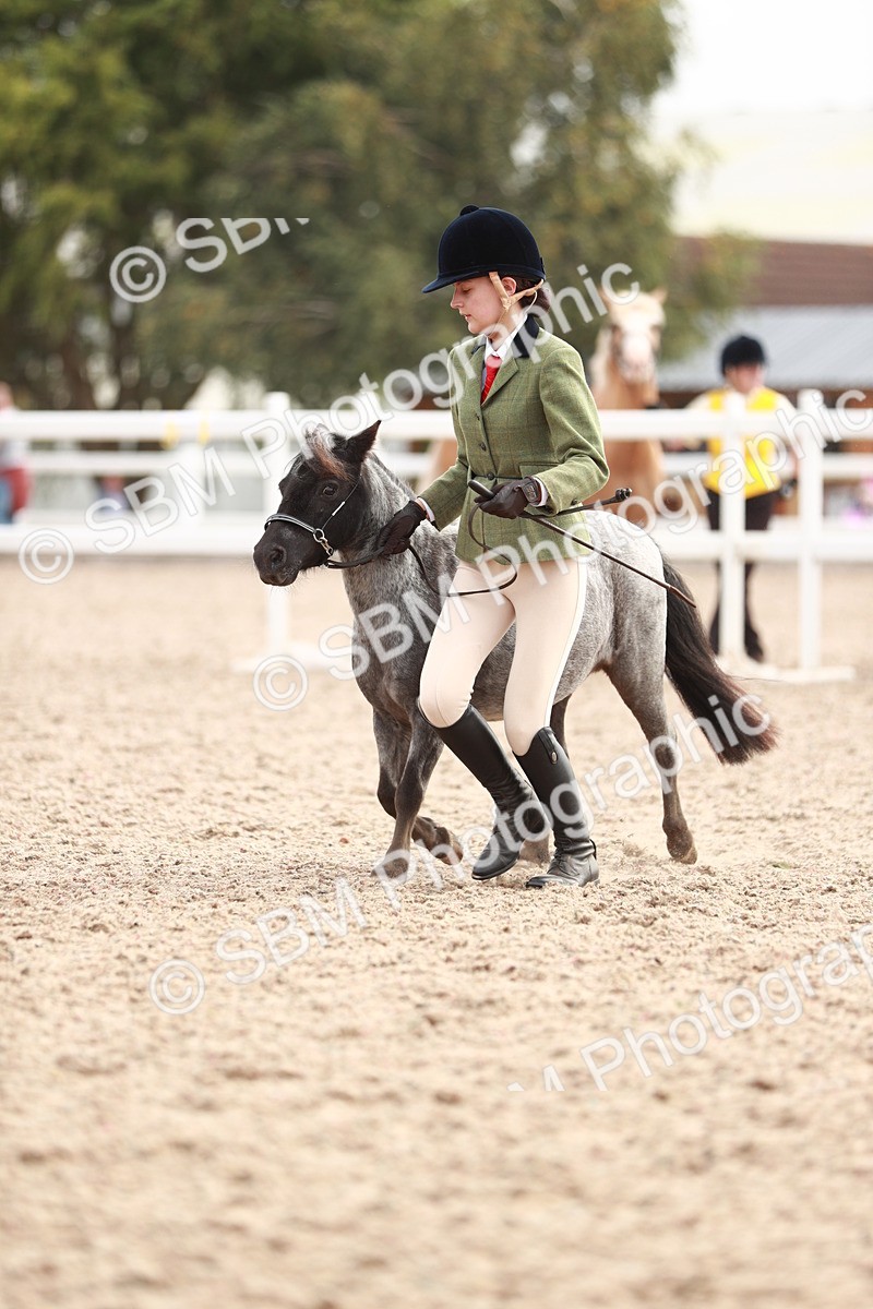 SBM_11883 - Class 206 IH Non Show Type Pony