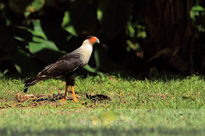 Crested Caracara standing on grass, Costa Rica - Crested Caracara