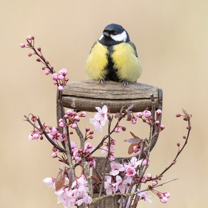 Spring Gt Tit - Greeting Cards