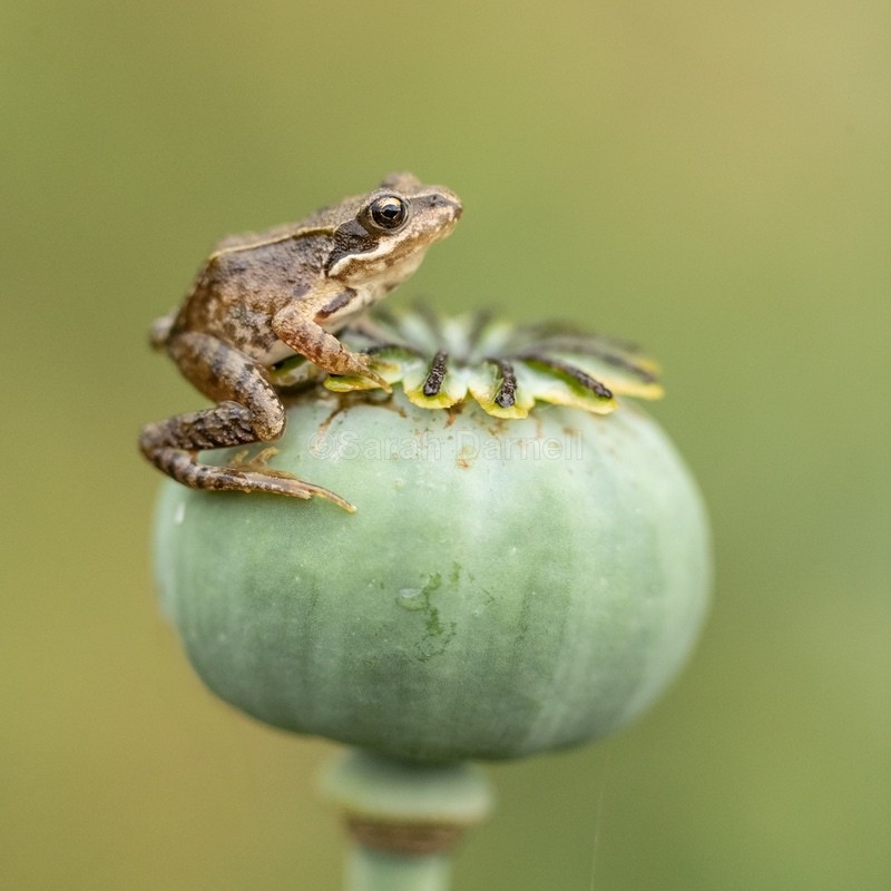 Hoppy Poppy SD2570 - Greeting Cards