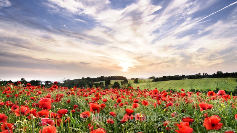 Poppies_.Thorpe Lane_Felistowe_Suffolk - Landscapes