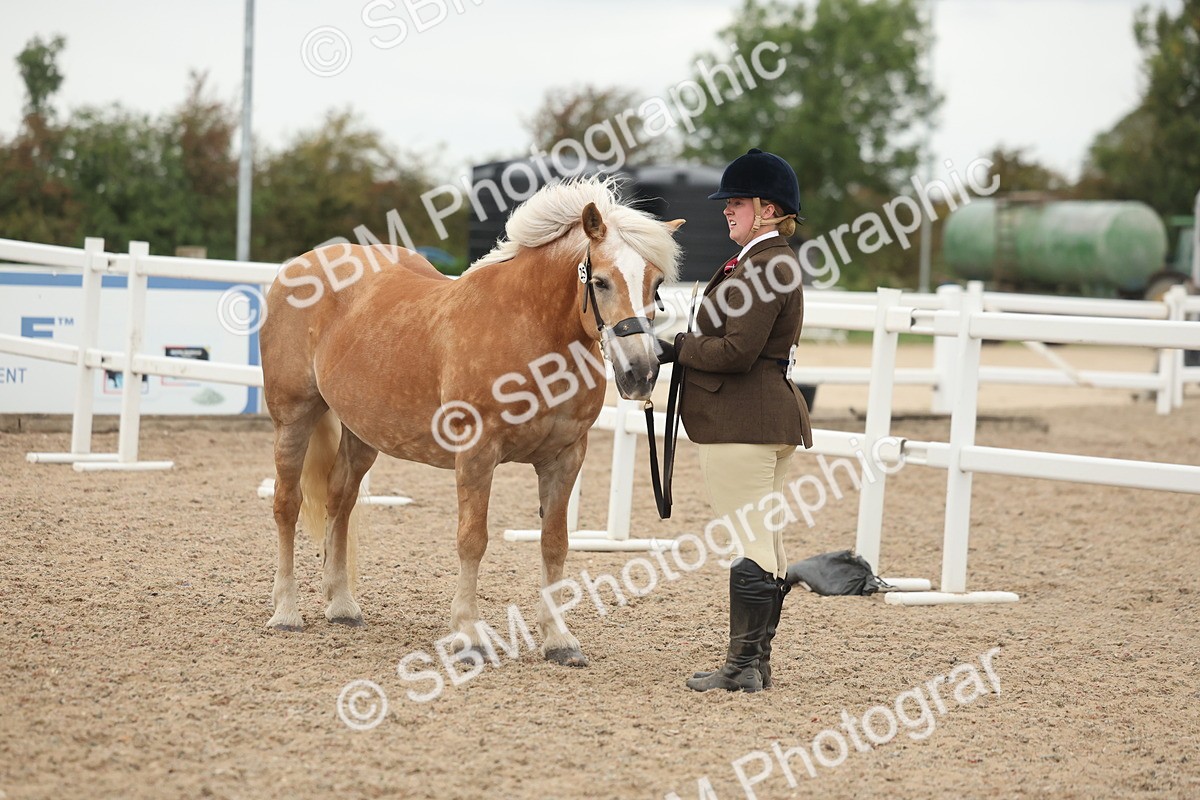 SBM_19419 - Class 317 - IH Pure Bred Horse-Pony