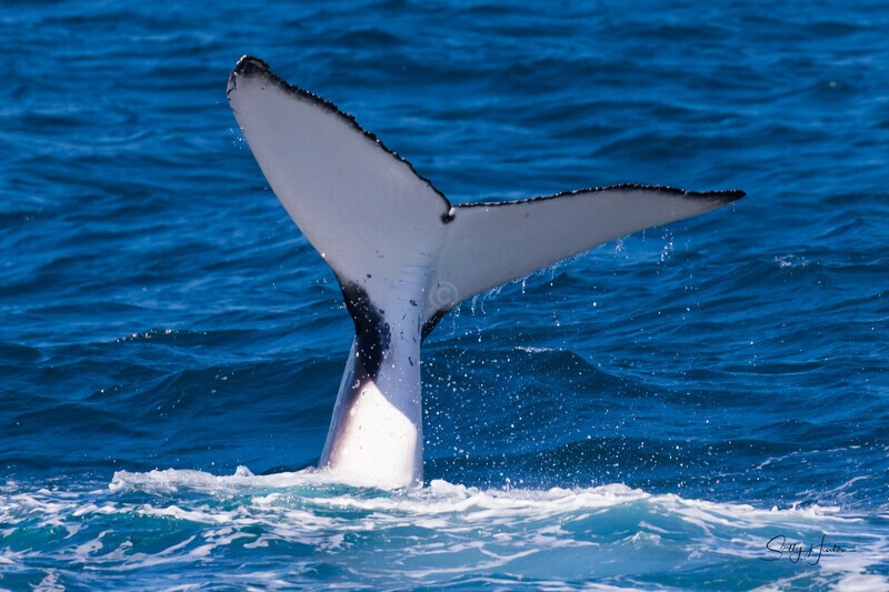 Fluke 1 0A3A6890 - Humpback Whales