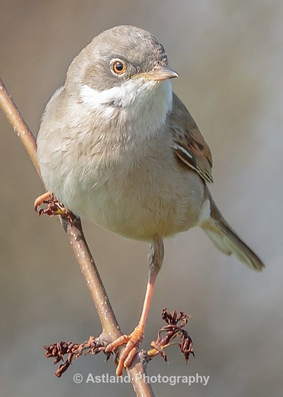Astland Photography, Bird and Wildlife Images, Susan and Peter Wilson, U.K.