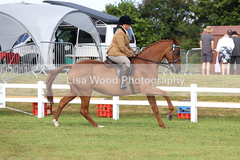 3E7A8242 - Class 2: Rising Star Large Hack/Riding Horse