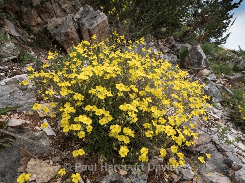 Common rockrose (Helianthemum nummularium) - Flowers in the Landscape - 2