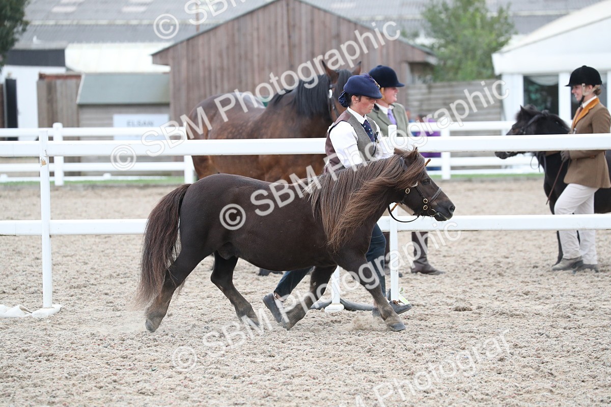 SBM_17915 - Class 317 IH Pure bred Horse/Pony