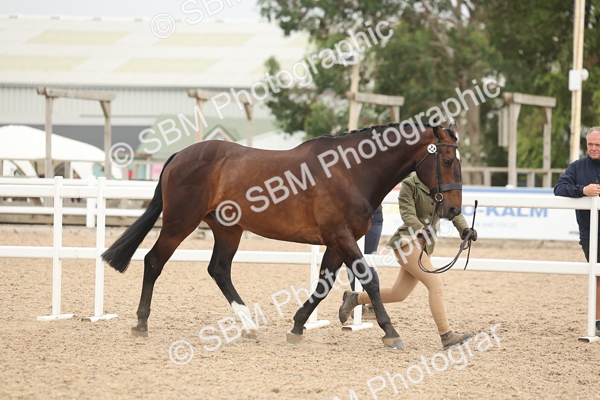 SBM_19807 - Class 318 - IH Part Bred Horse-Pony
