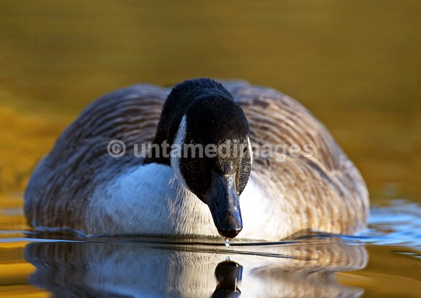 Canada goose - United Kingdom