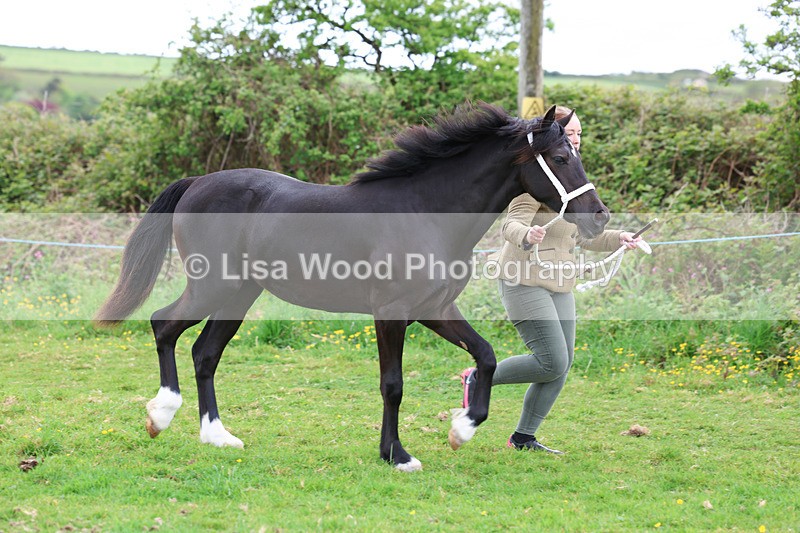 3E7A0805 - In Hand Championship