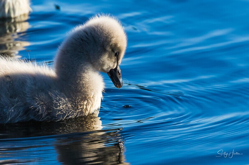 5 Cute 0A3A6919 - Black Swans and cygnets