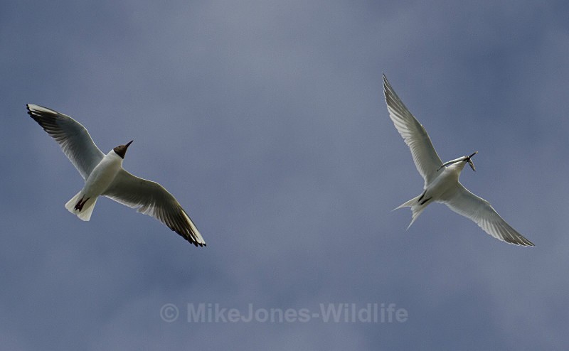 Black headed gull and Sandwich Tern - Terns, Sandwich, Artic and Common