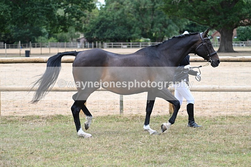 WJ7_9008 - Class 4a Prettiest Mare 14.2hh and over