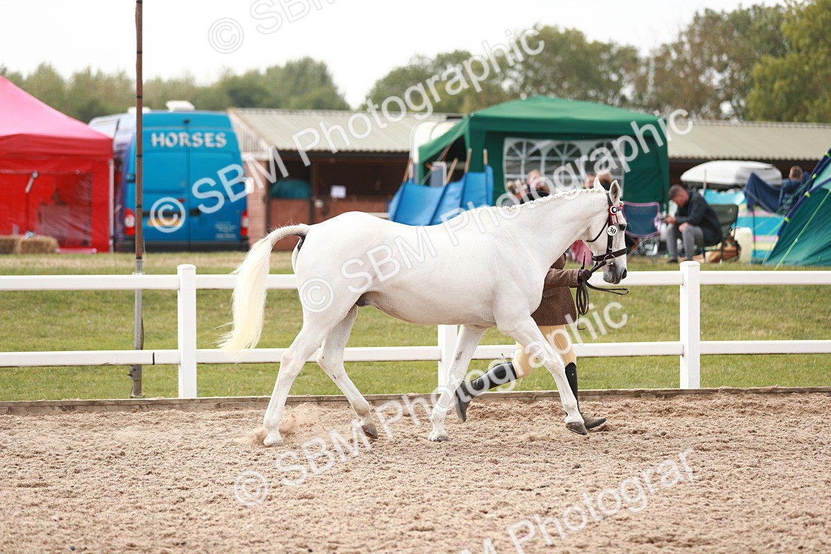 SBM_13201 - Class 208 IH Veteran Horse