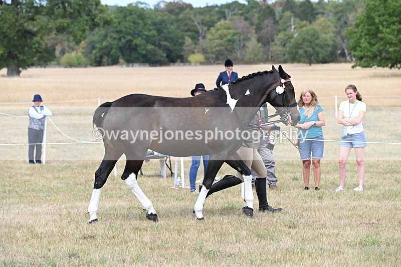 WJ6_6363 - Class 19 In-hand Veterans (Uploaded correct folder)