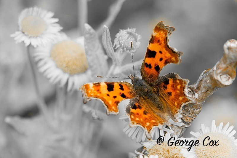 Comma - British Butterflies