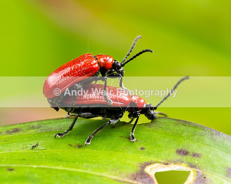 20140601-3K8A1995 - Insects