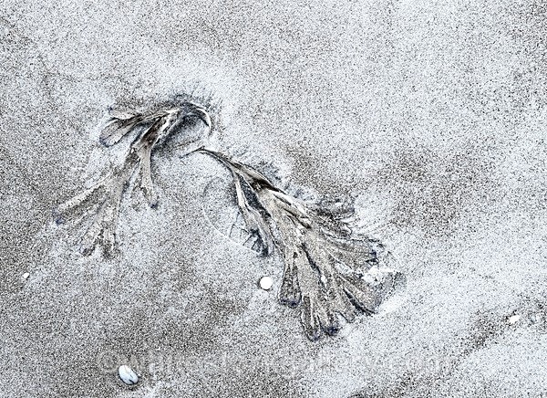 - The Sand Gallery