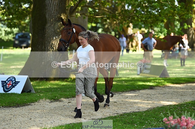 230524-160612-00681 - 253-MY_EASTWOOD_BRIGHTSIDE-Darcy_Zander-WEDTrotUp+DR