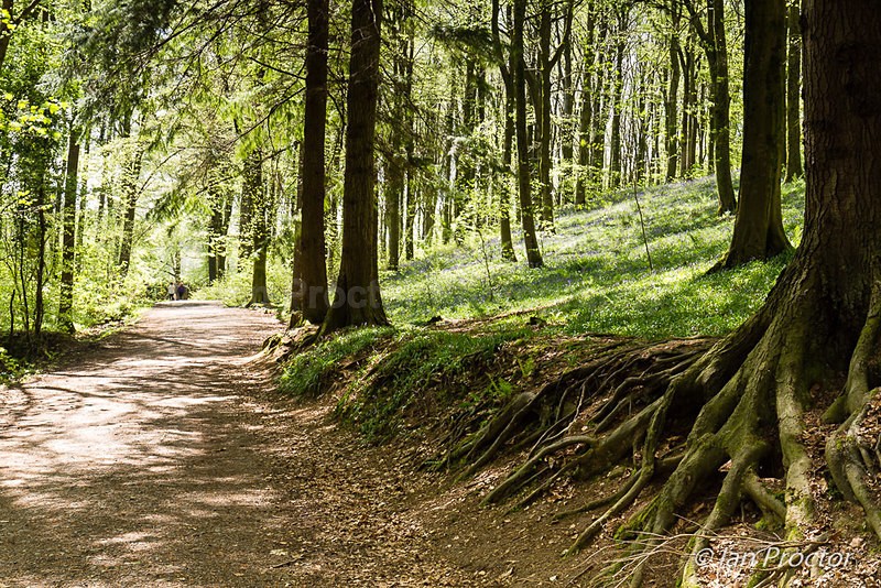 A Walk in the Forest - Spring
