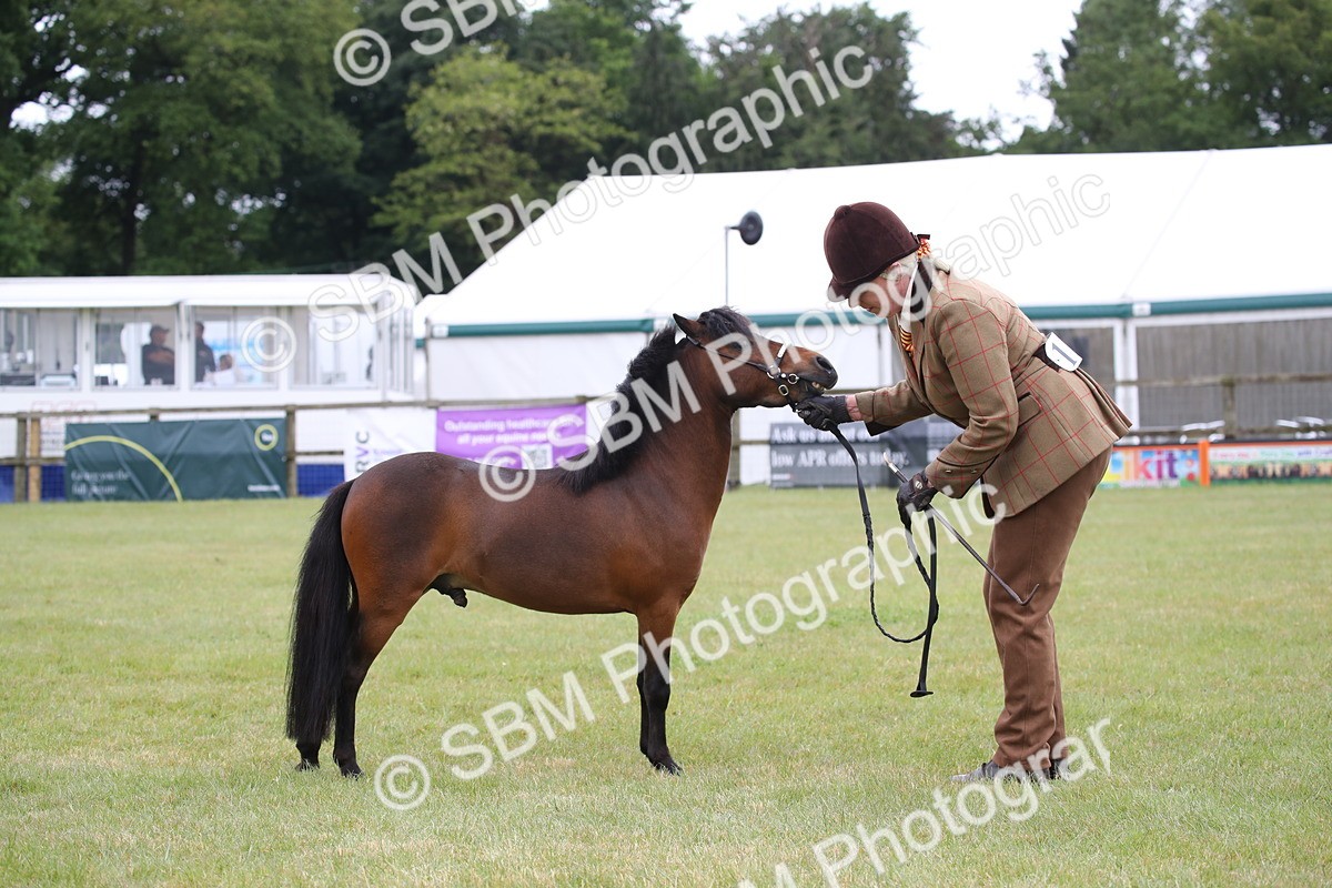 SBM_03762 - Class 23-25 - British Miniature Horse of the Year